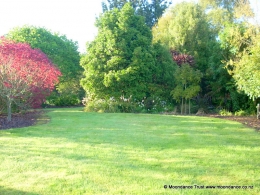 Native Dell - Libertia Grandiflora - Lawn